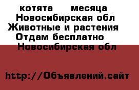 котята 1.5 месяца - Новосибирская обл. Животные и растения » Отдам бесплатно   . Новосибирская обл.